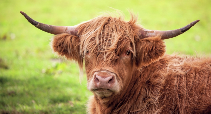 GRUSCOT 3 - Höhepunkte Schottlands